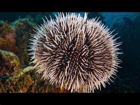 urchin meaning in english